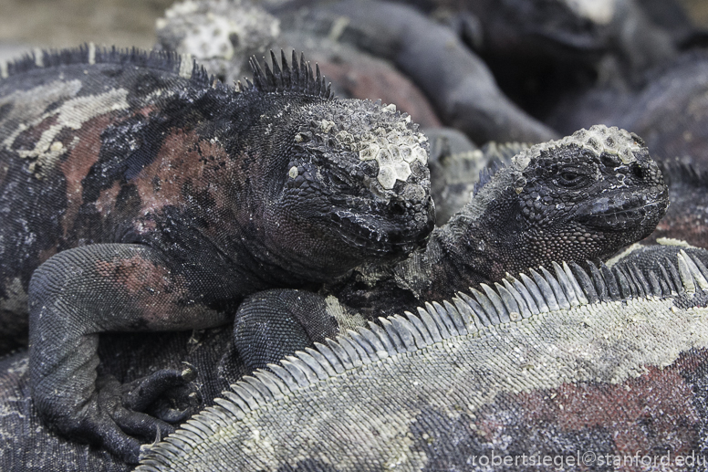 marine iguana